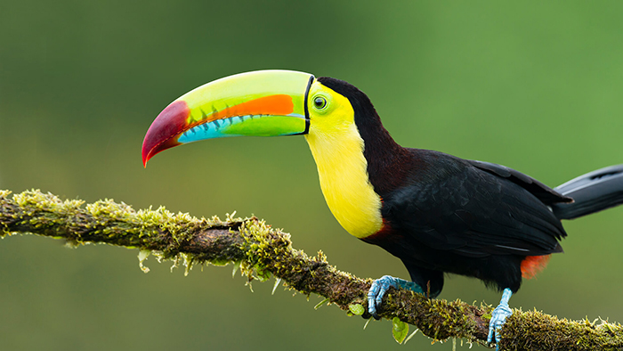 Is A Toucan A Parrot