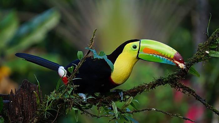 Is A Toucan A Parrot