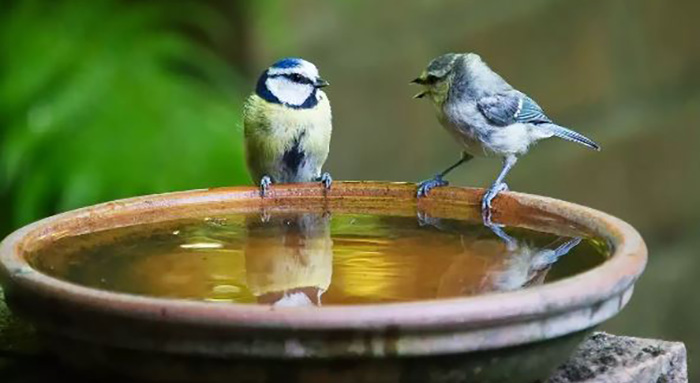 Is Bird Bath Water Toxic (1)