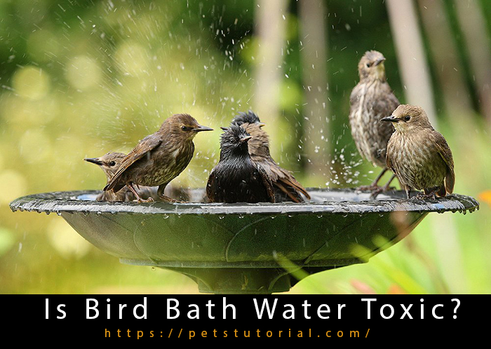 Is Bird Bath Water Toxic (2)