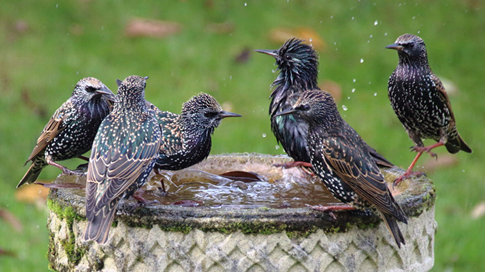 Is Bird Bath Water Toxic (3)