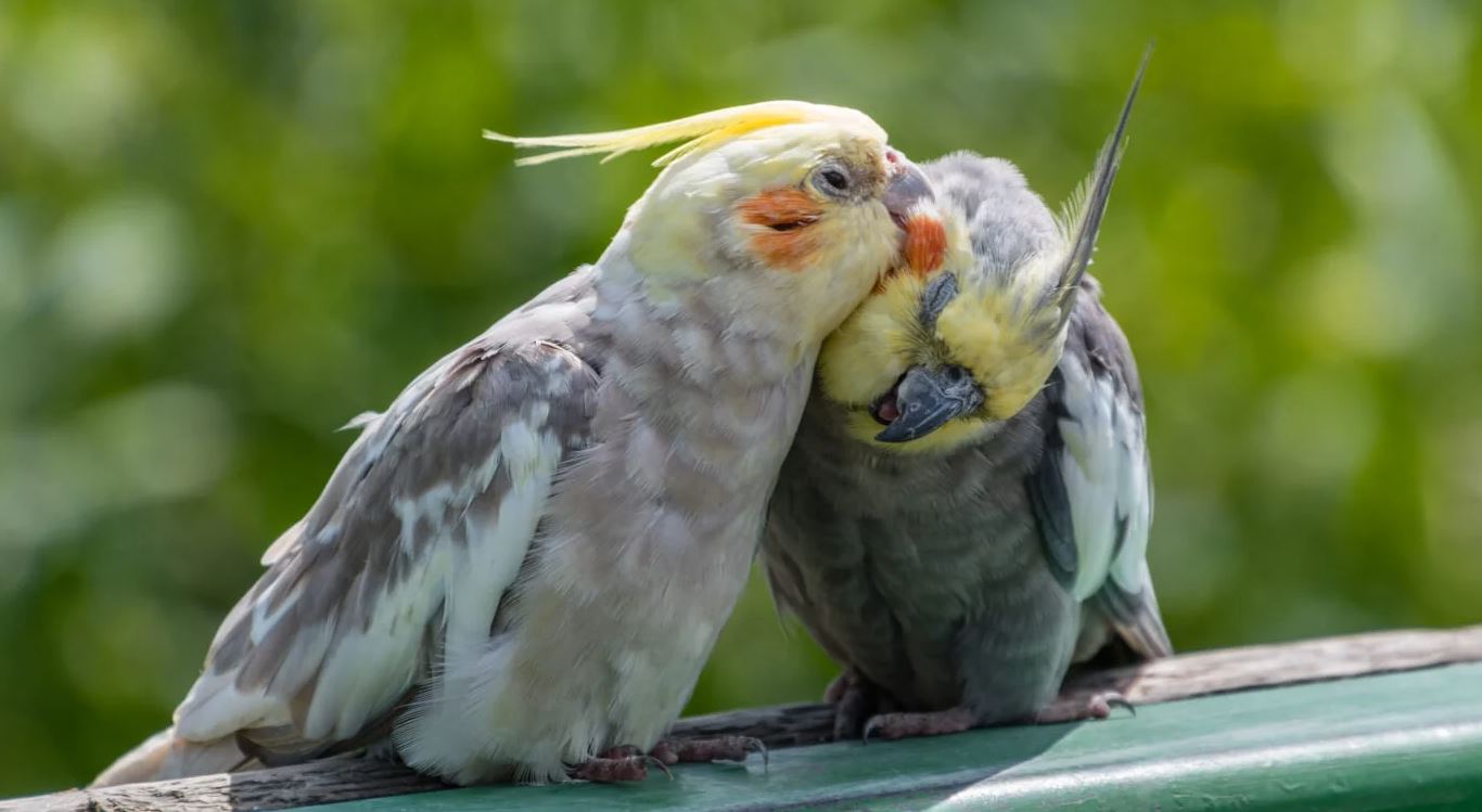 Is Preen Safe For Birds