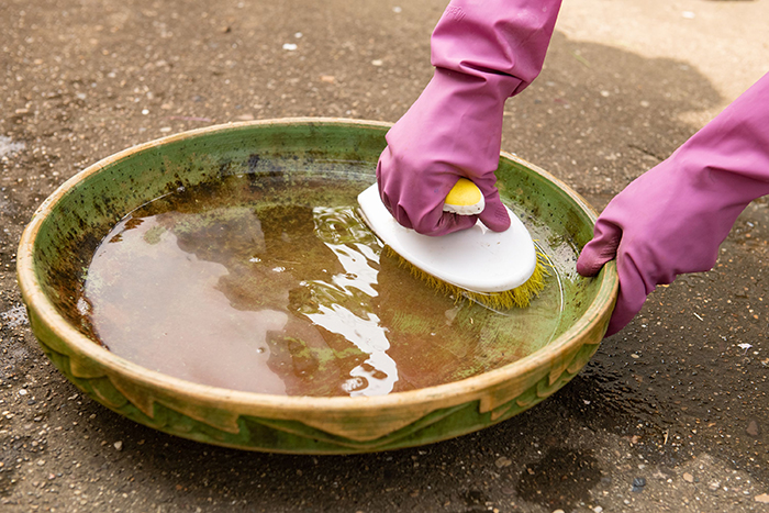 Keep Bird Bath Clean Naturally-2