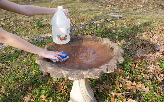 Keep Bird Bath Clean Naturally