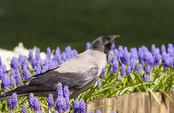 Lavender Safe For Birds (1)