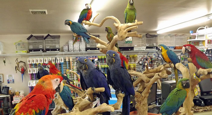 Lee’s Exotic Birds