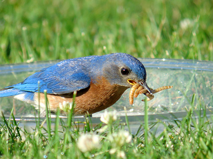 Mealworms For Bluebirds-2