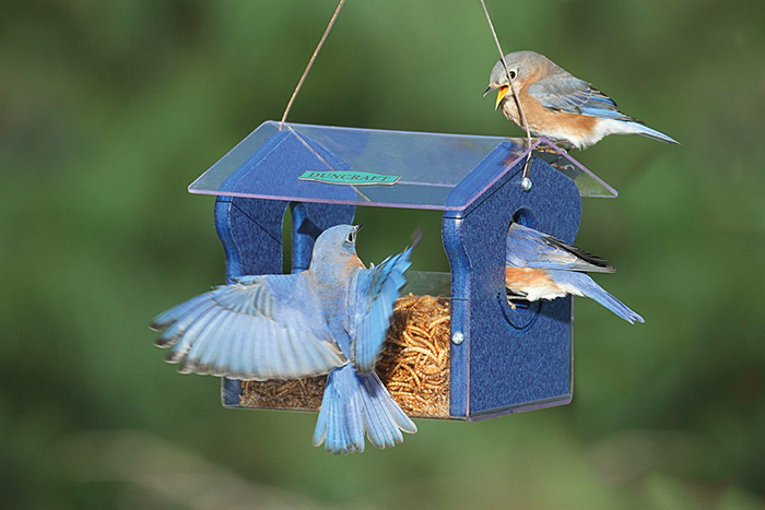 Mealworms For Bluebirds-3