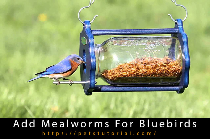 Mealworms For Bluebirds