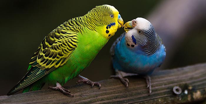 My Budgie Died Overnight-2