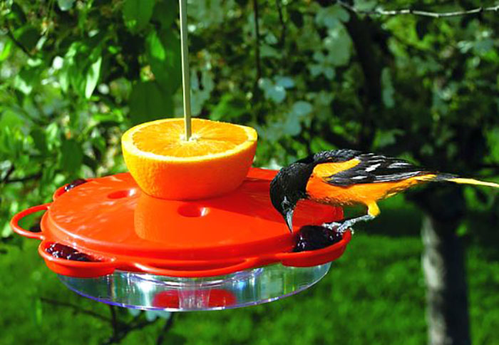 Oriole Feeder With Bee Guard