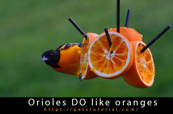 Orioles DO like oranges-2