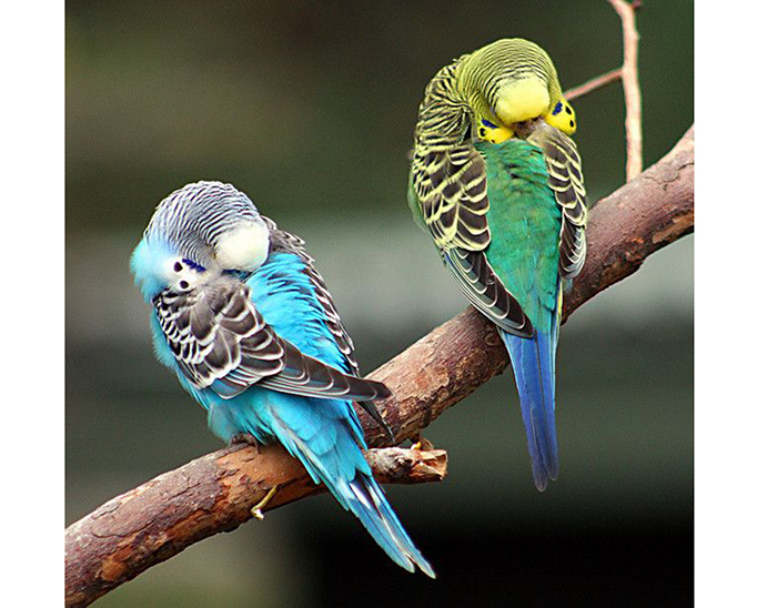 Parakeet Sleeping A Lot-2