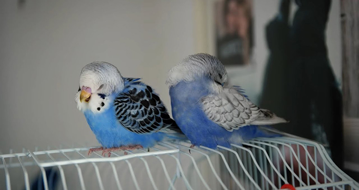 Parakeet Sleeping A Lot-3