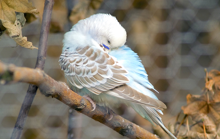 Parakeet Sleeping A Lot