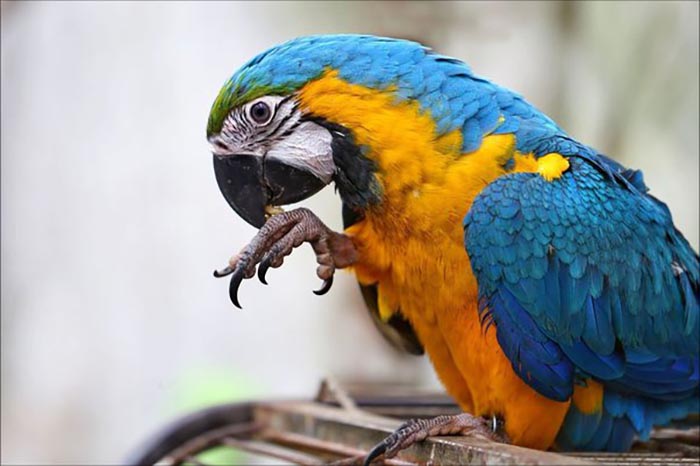 Parakeet Standing On One Leg-2