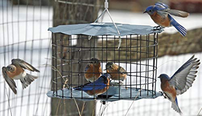 Pigeon Proof Bird Feeders-3