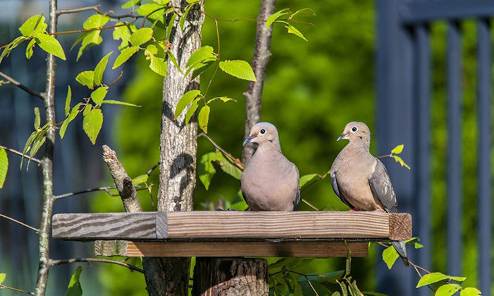 Placement Of Dove Feeders-2