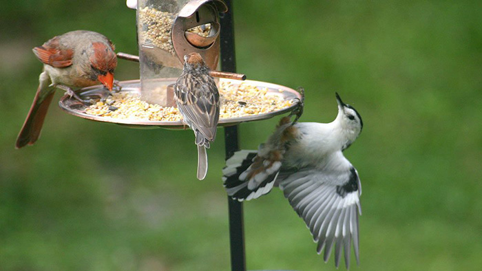 Placement Of Dove Feeders