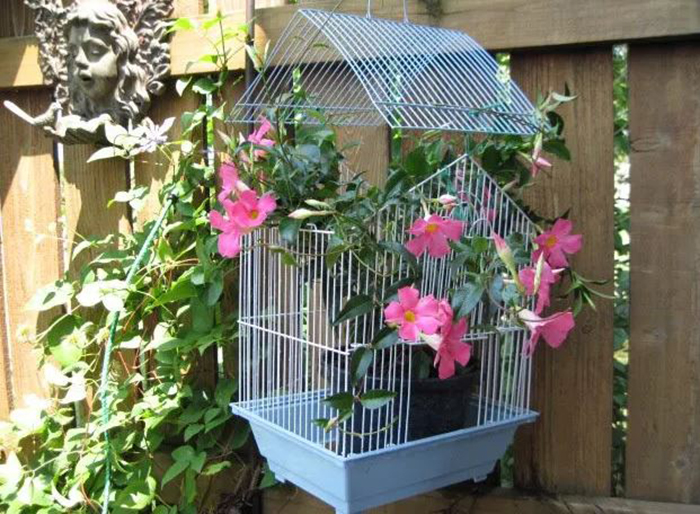 Plants In A Bird Cage-2