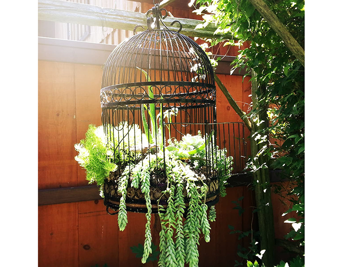 Plants In A Bird Cage