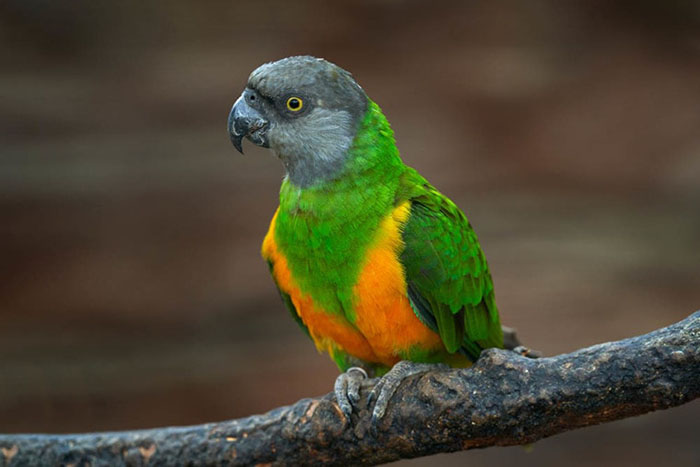 Senegal Parrot For Sale In Florida