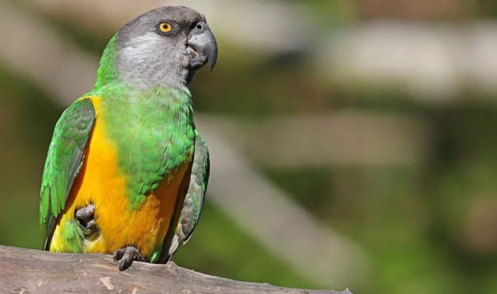 Senegal Parrot For Sale In Florida-3