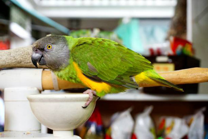 Senegal Parrot For Sale In Florida