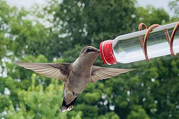 Single Port Hummingbird Feeders-2