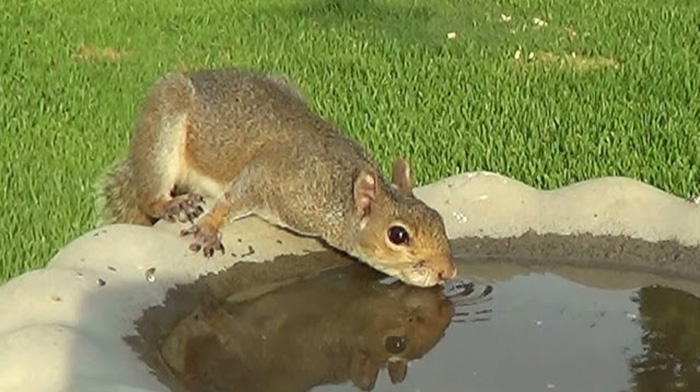 Squirrel Bird Bath-2