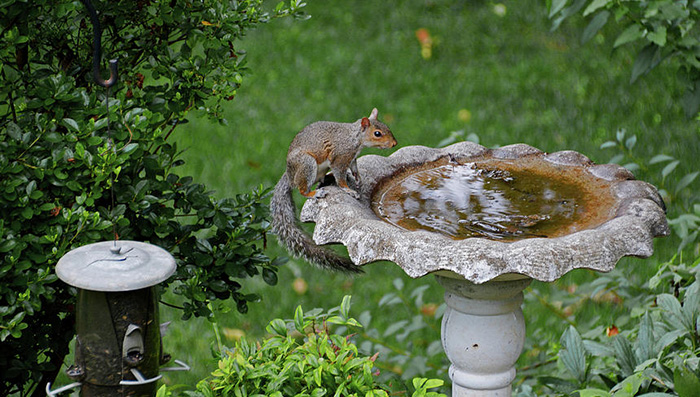 Squirrel Bird Bath-3