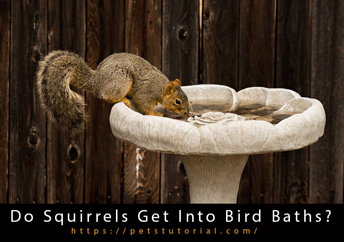 Squirrel Bird Bath