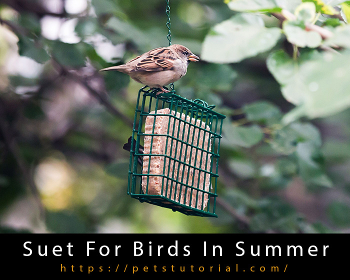 Suet For Birds In Summer