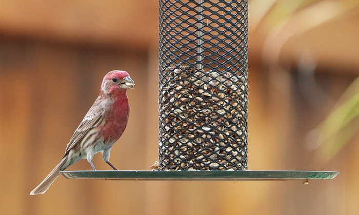 Suet Pellet Feeder-2