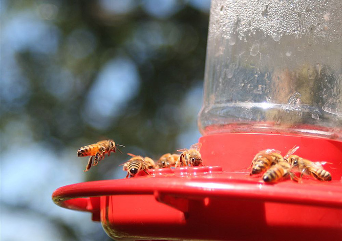 Swarm Of Bees On Hummingbird Feeder-2