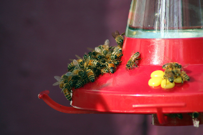 Swarm Of Bees On Hummingbird Feeder-3