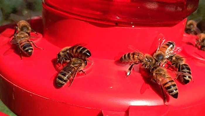 Swarm Of Bees On Hummingbird Fee