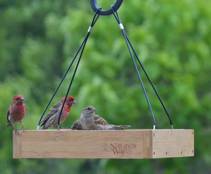 Twirling Bird Feeder-2