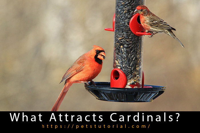 What Attracts Cardinals-2