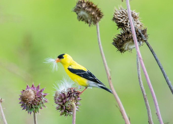 What Do American Goldfinches Eat-2