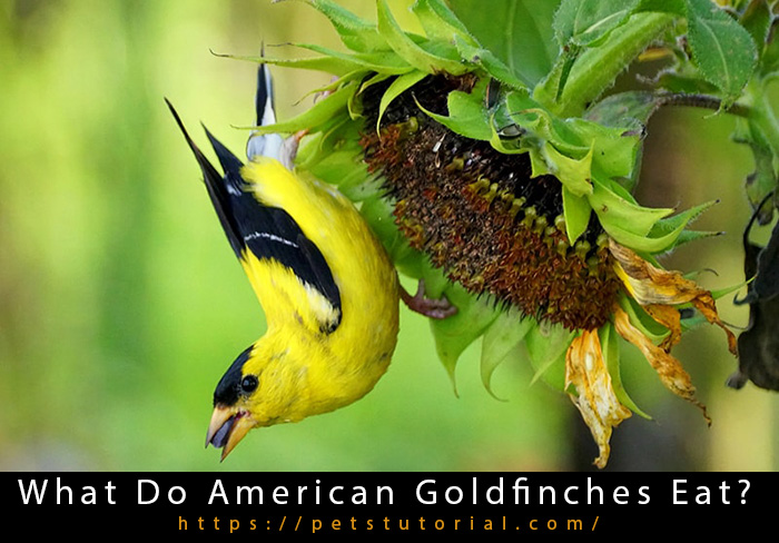 What Do American Goldfinches Eat-3