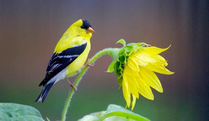 What Do American Goldfinches Eat