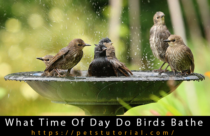 What Time Of Day Do Birds Bathe-3