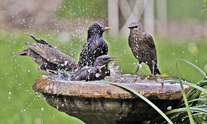 What Time Of Day Do Birds Bathe