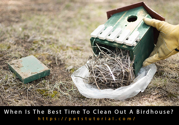 When Is The Best Time To Clean Out A Birdhouse-2