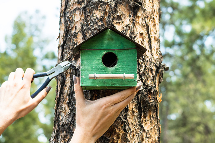 When Is The Best Time To Clean Out A Birdhouse