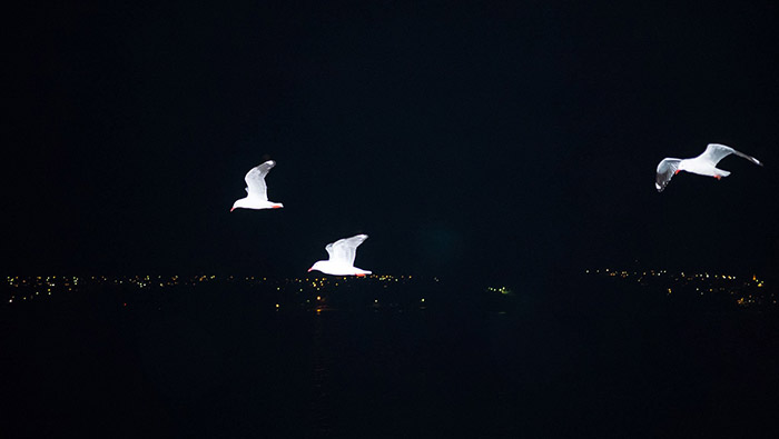 Where Do Seagulls Go At Night-2