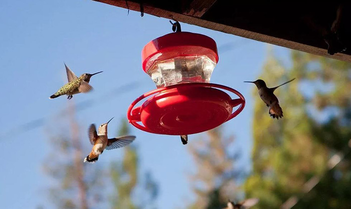 Where To Hang Hummingbird Feeder Sun Or Shade (1)