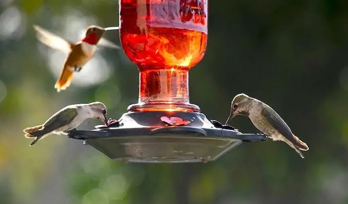 Where To Hang Hummingbird Feeder Sun Or Shade (2)