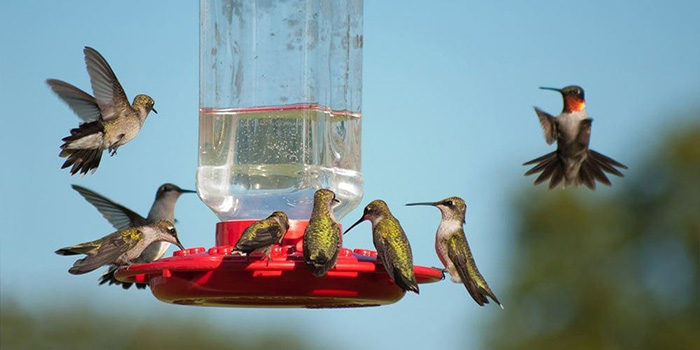 Where-to-Hang-a-Hummingbird-Feeder